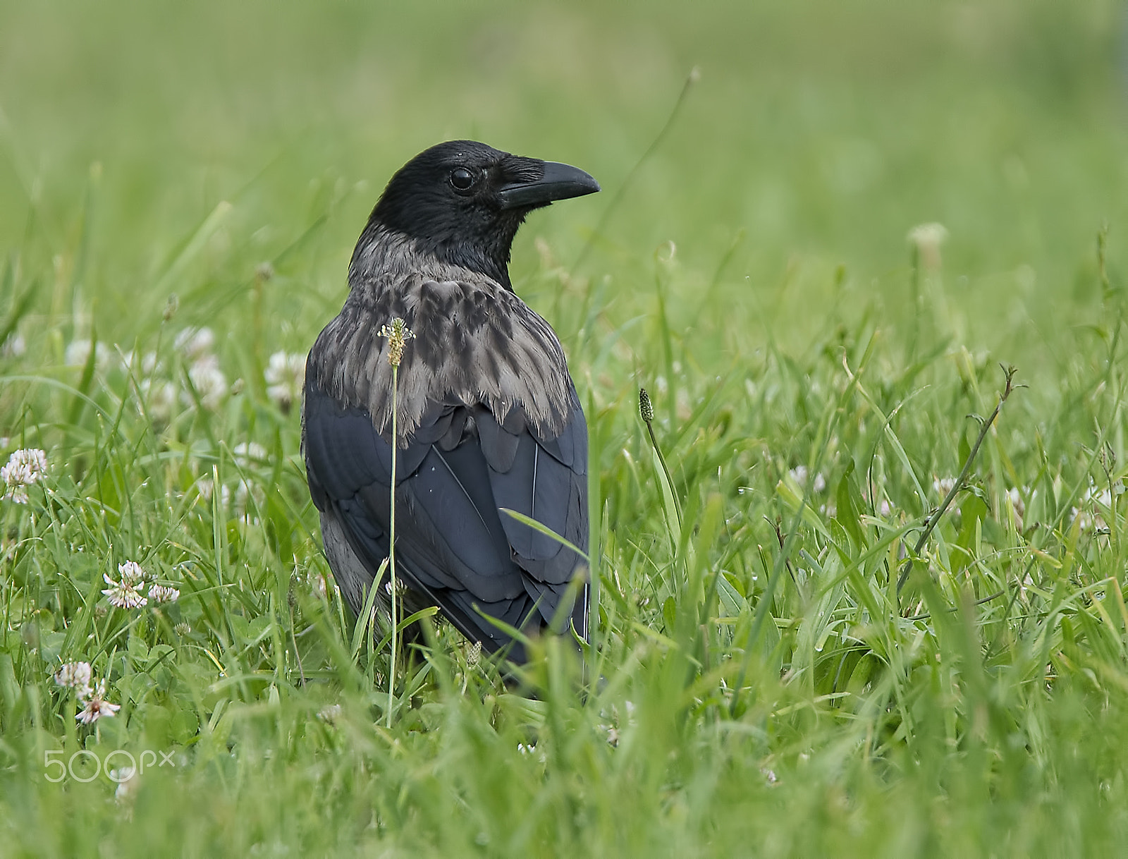 Nikon D600 + Tamron SP 150-600mm F5-6.3 Di VC USD sample photo. In the grass (a carrion crow-corvus corone cornix) ) photography