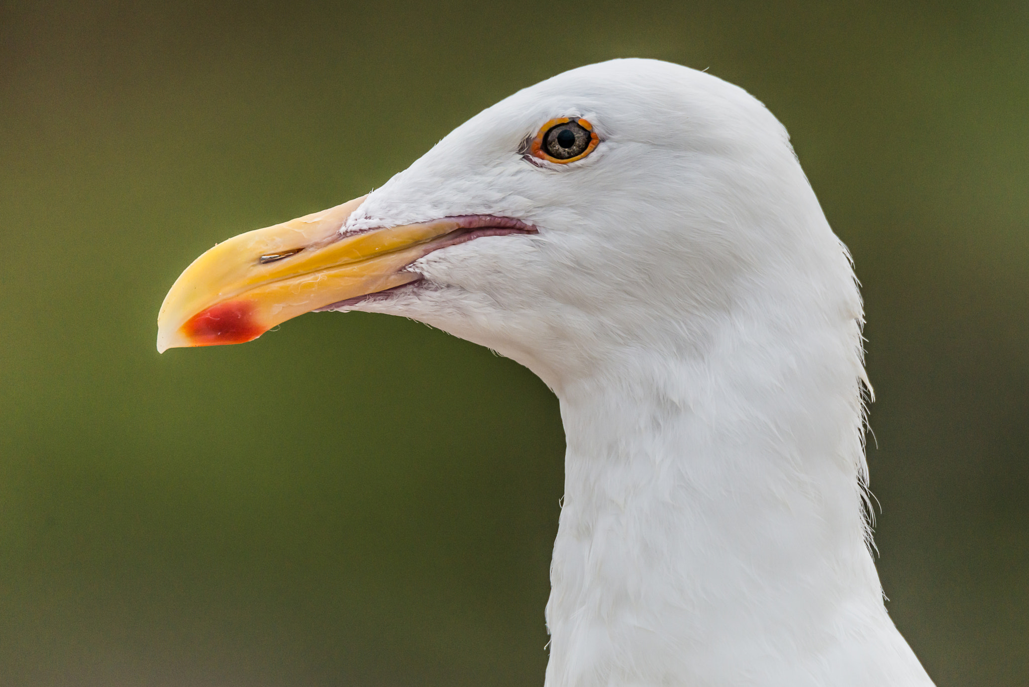 Sigma 150-600mm F5-6.3 DG OS HSM | S sample photo. Seagull profile photography