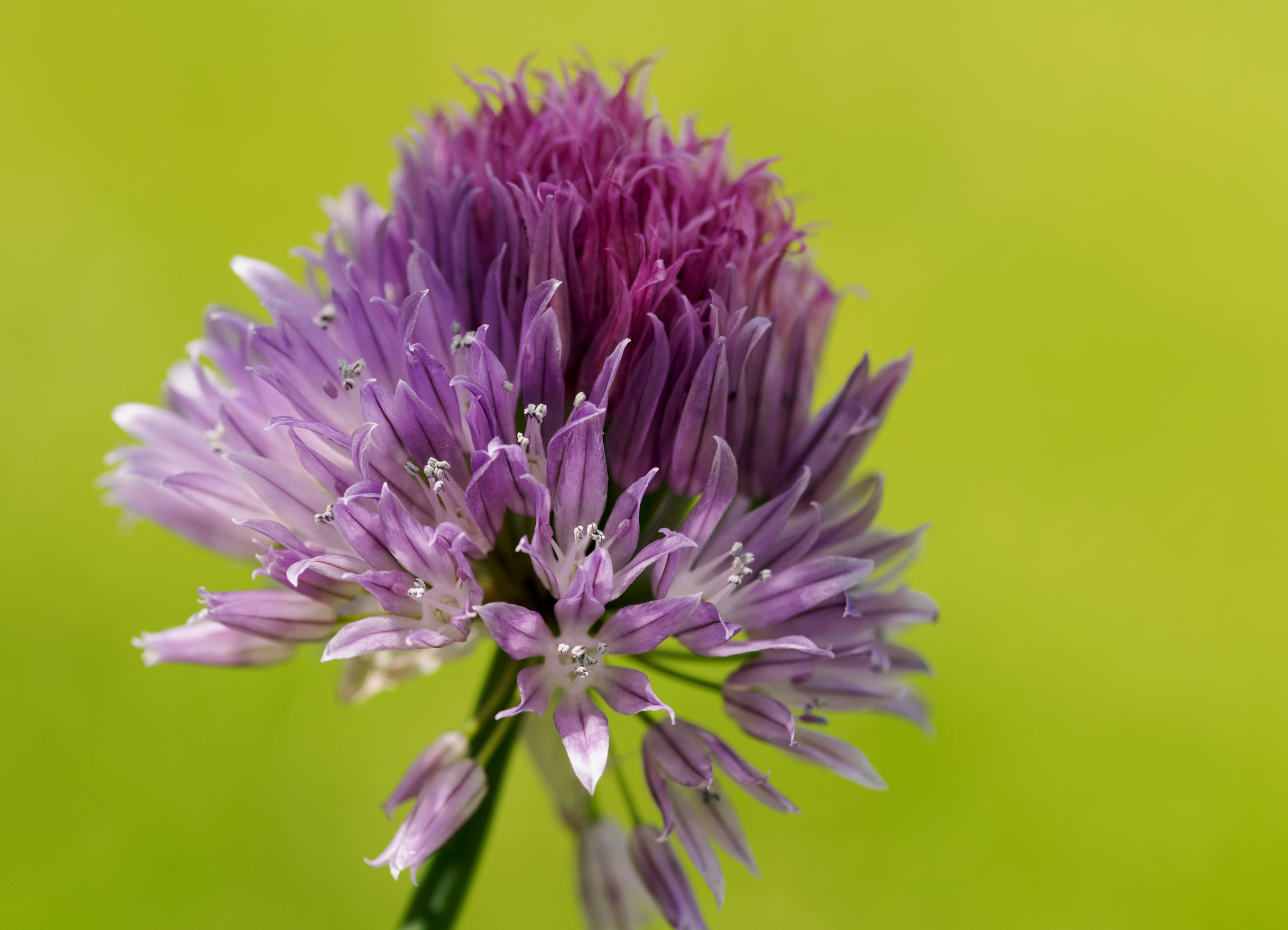 Nikon AF-S Micro-Nikkor 105mm F2.8G IF-ED VR sample photo. Purple petals photography
