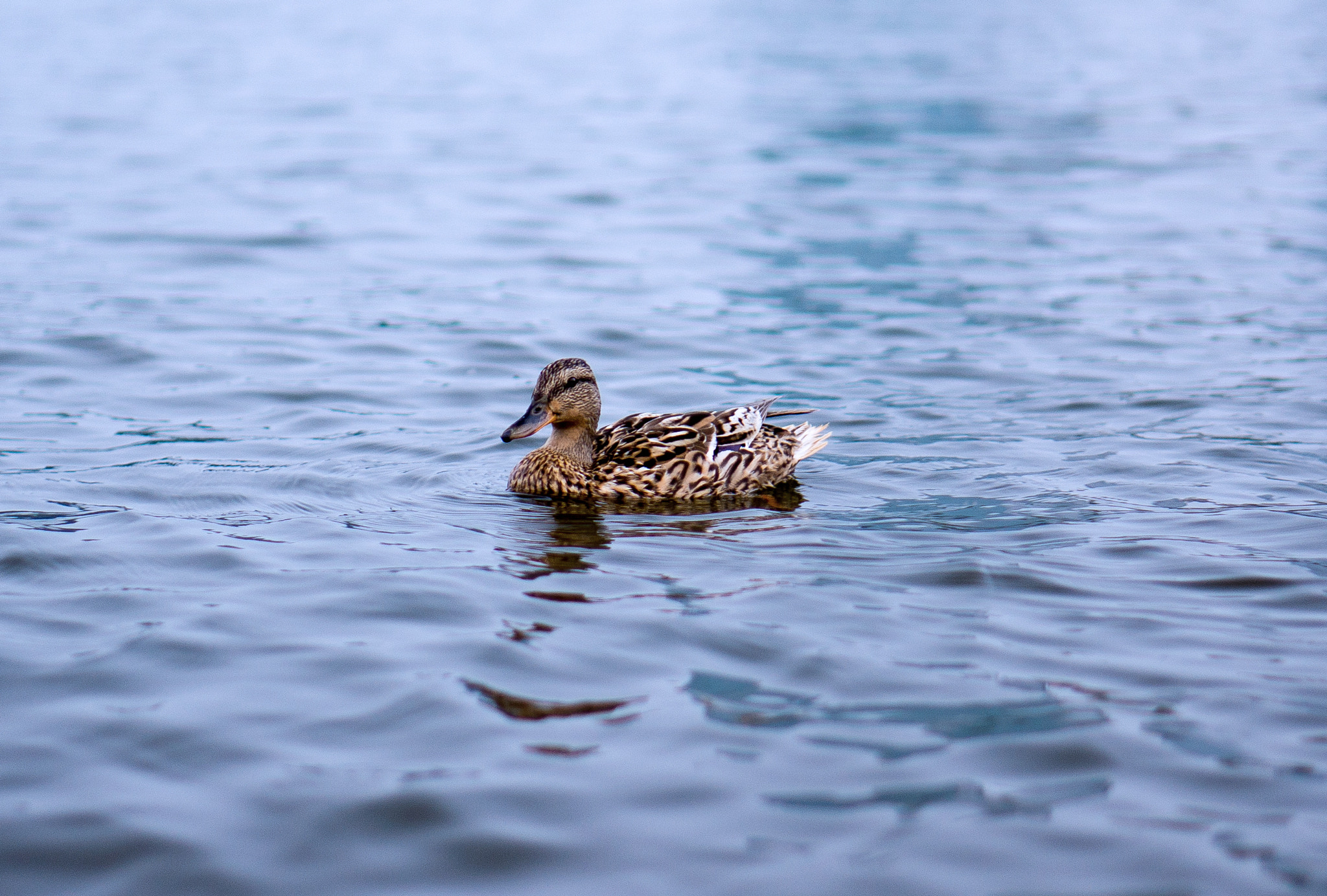 Sony Alpha NEX-5N + E 50mm F1.8 OSS sample photo. Duck photography