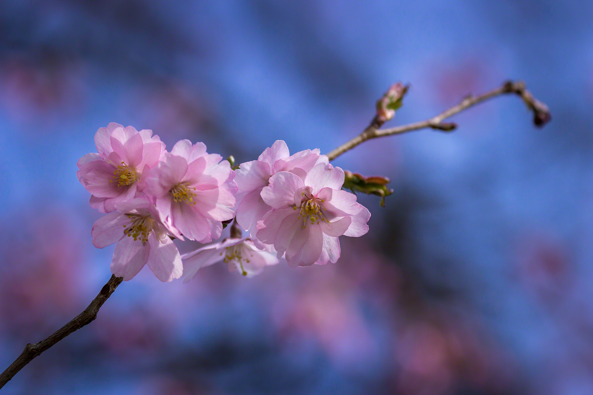 Canon EF 70-300mm F4-5.6L IS USM sample photo. Cherry blossom photography