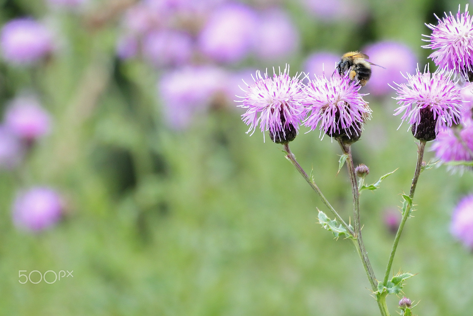 Nikon 1 Nikkor VR 30-110mm F3.8-5.6 sample photo. The bees rest photography