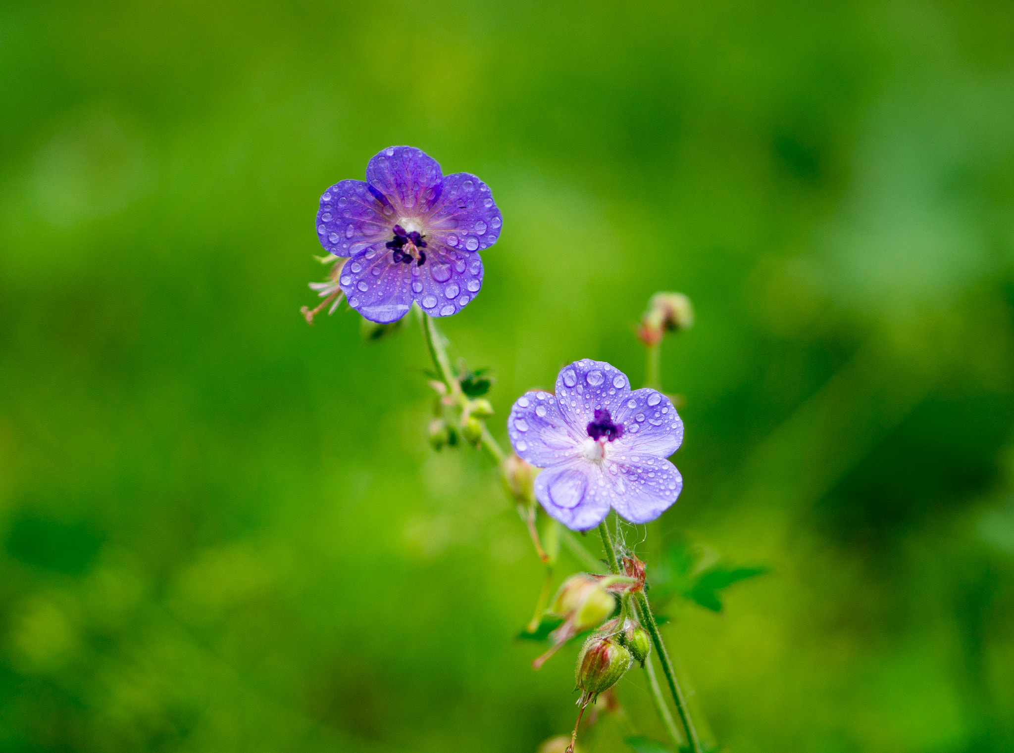 Sony Alpha NEX-5N + E 50mm F1.8 OSS sample photo. Flowers photography