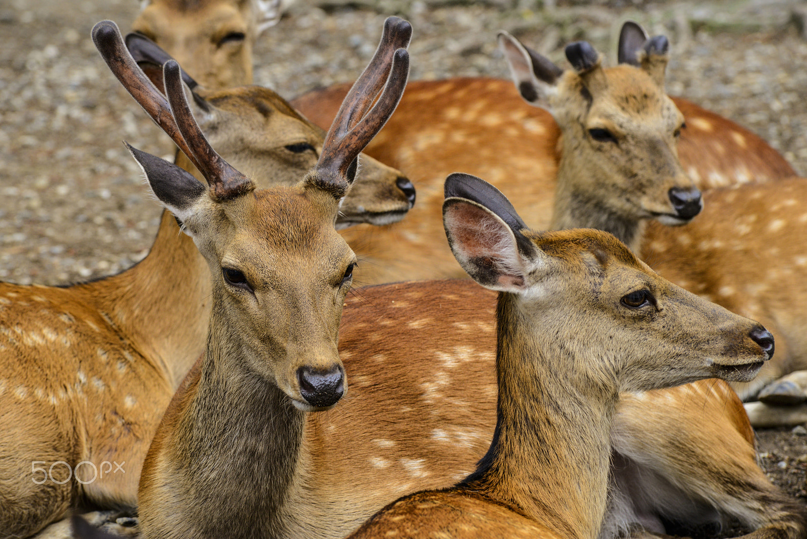 Nikon D800 + AF Zoom-Nikkor 80-200mm f/2.8 ED sample photo. Heavenly deers in nara photography