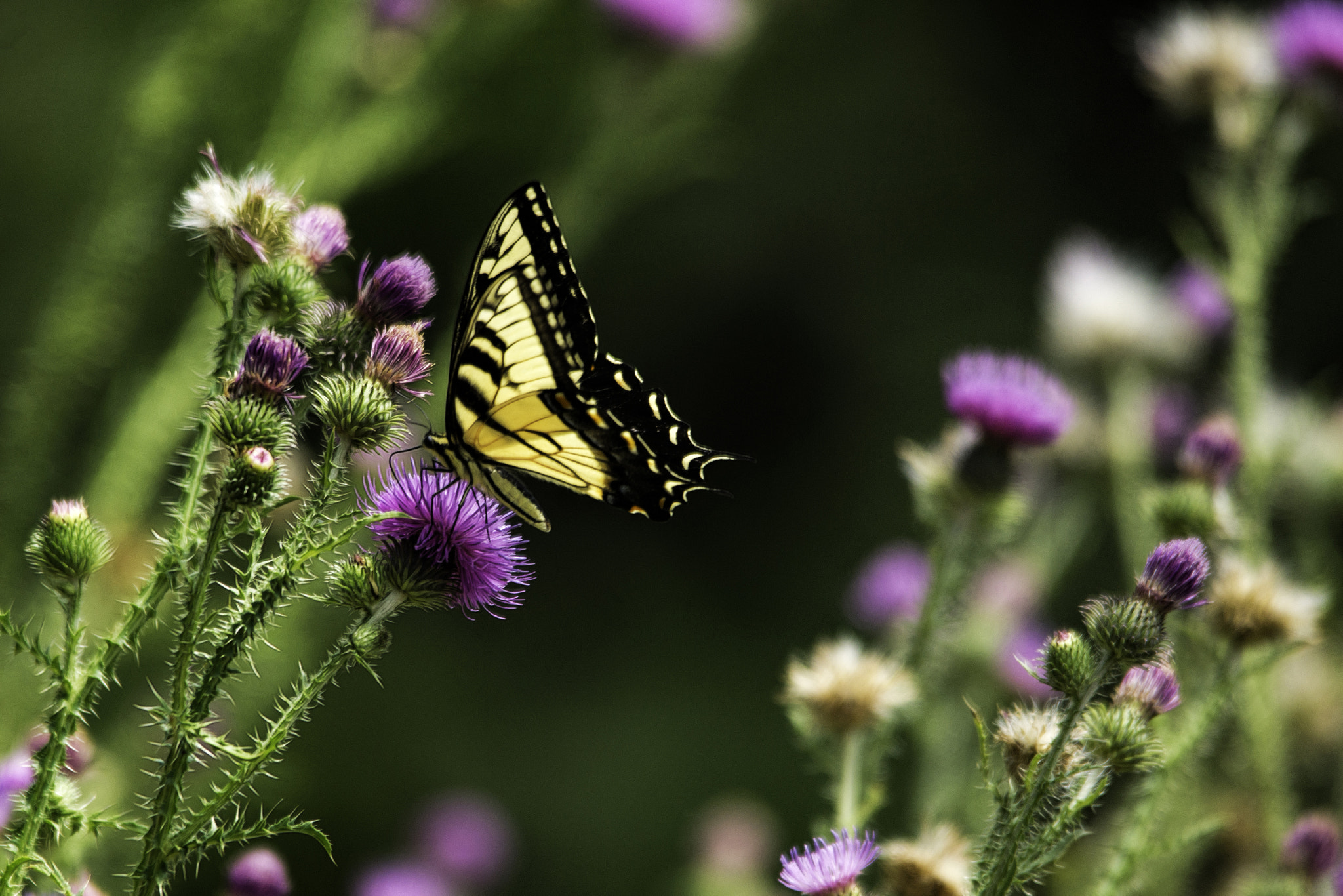 Sigma 150-500mm F5-6.3 DG OS HSM sample photo. Soft and sharp photography