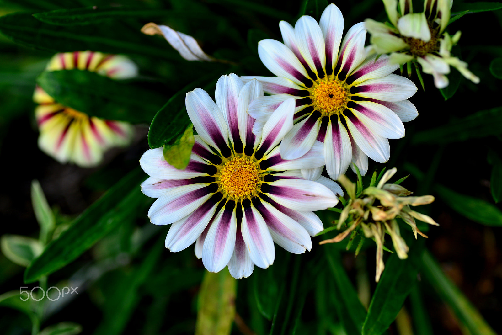 Nikon D600 sample photo. Purple stripes photography