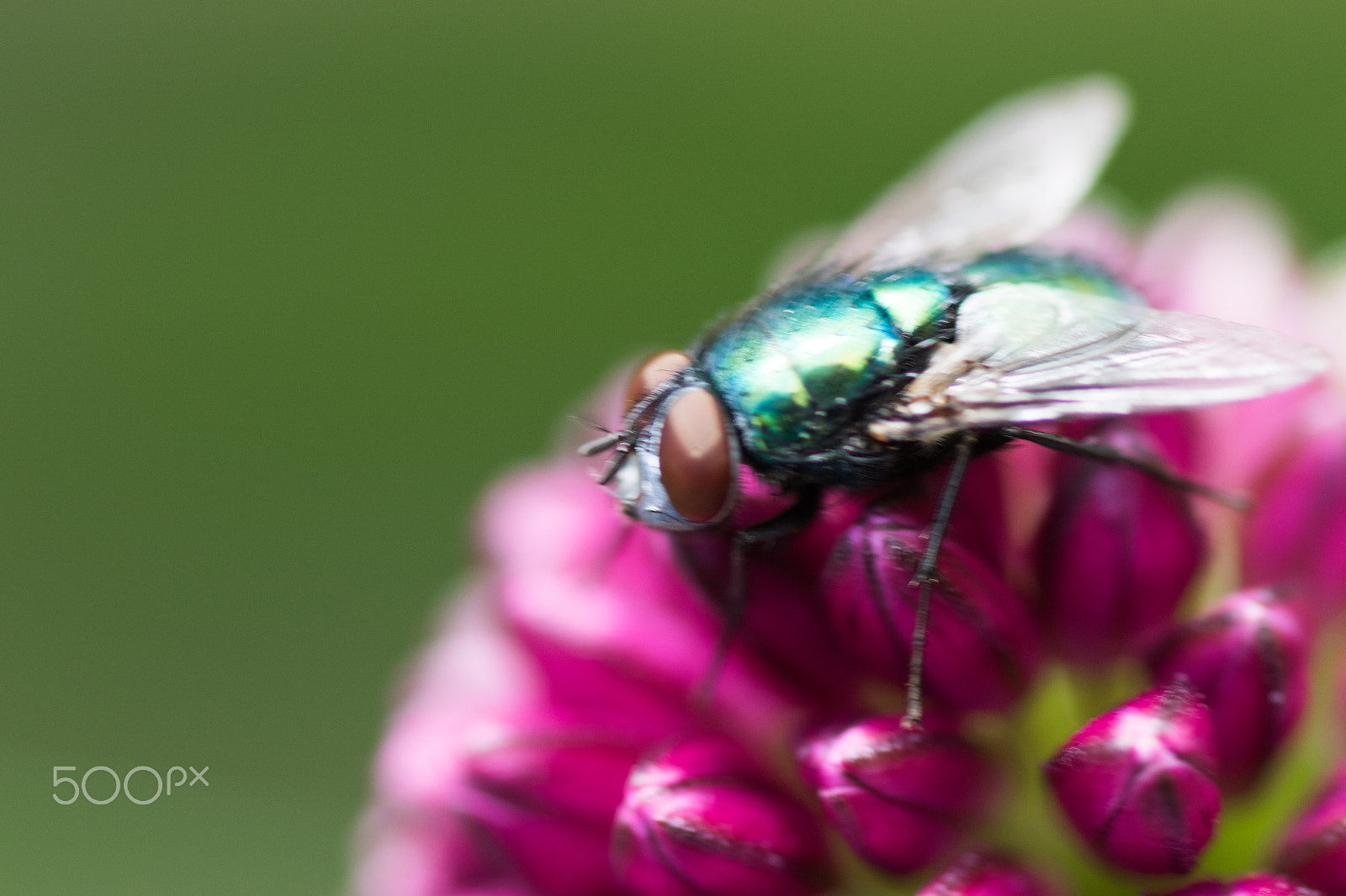 Canon EOS 7D Mark II + Tamron SP AF 90mm F2.8 Di Macro sample photo. Fly on flower photography