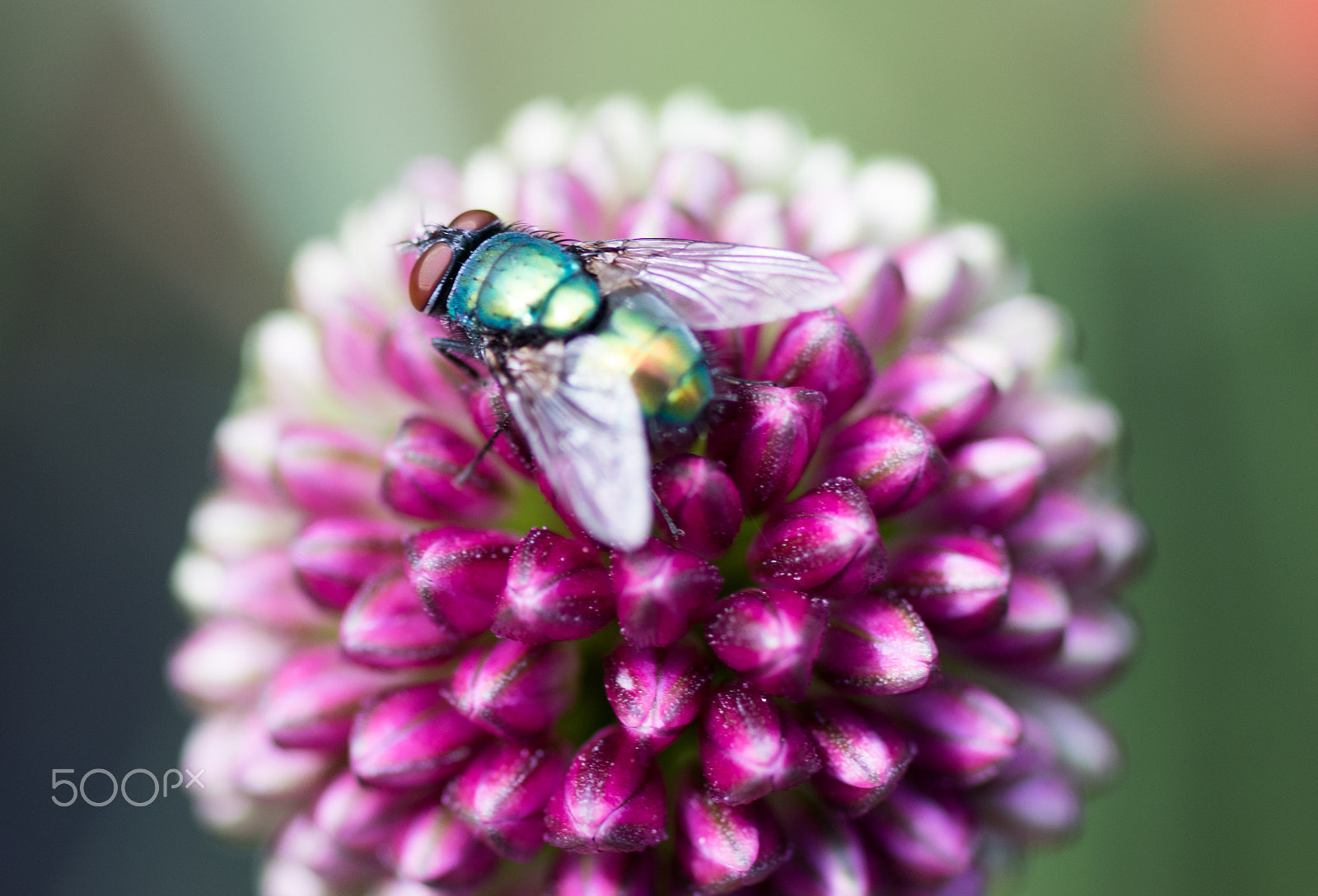 Canon EOS 7D Mark II + Tamron SP AF 90mm F2.8 Di Macro sample photo. Fly on flower #2 photography