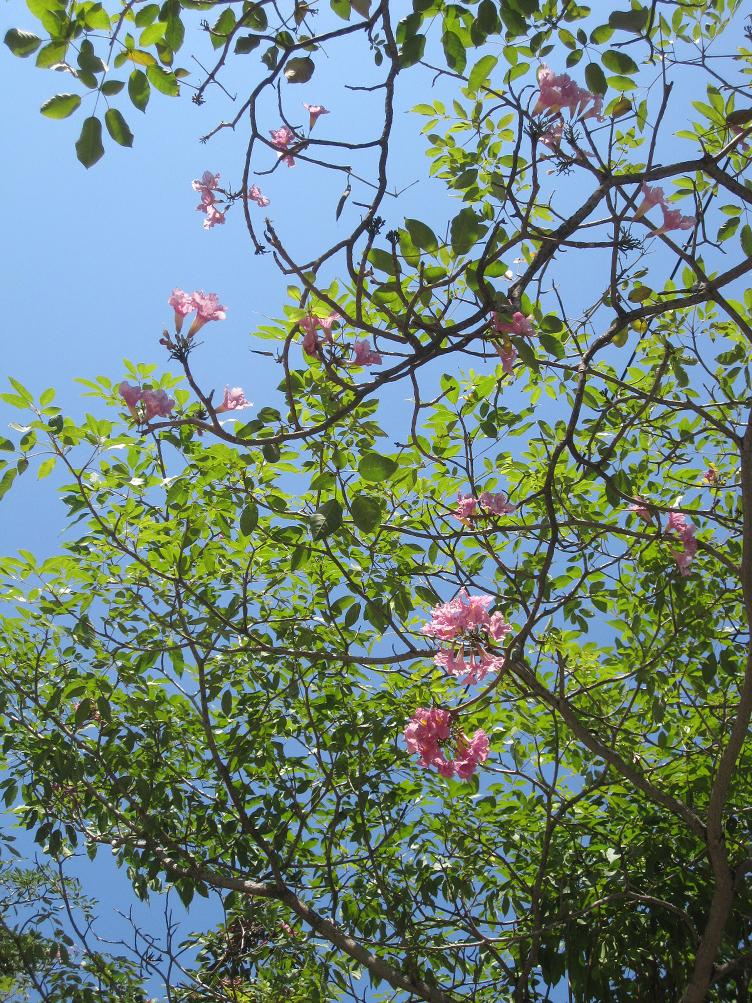 Canon PowerShot SD780 IS (Digital IXUS 100 IS / IXY Digital 210 IS) sample photo. Afdsasdf photography