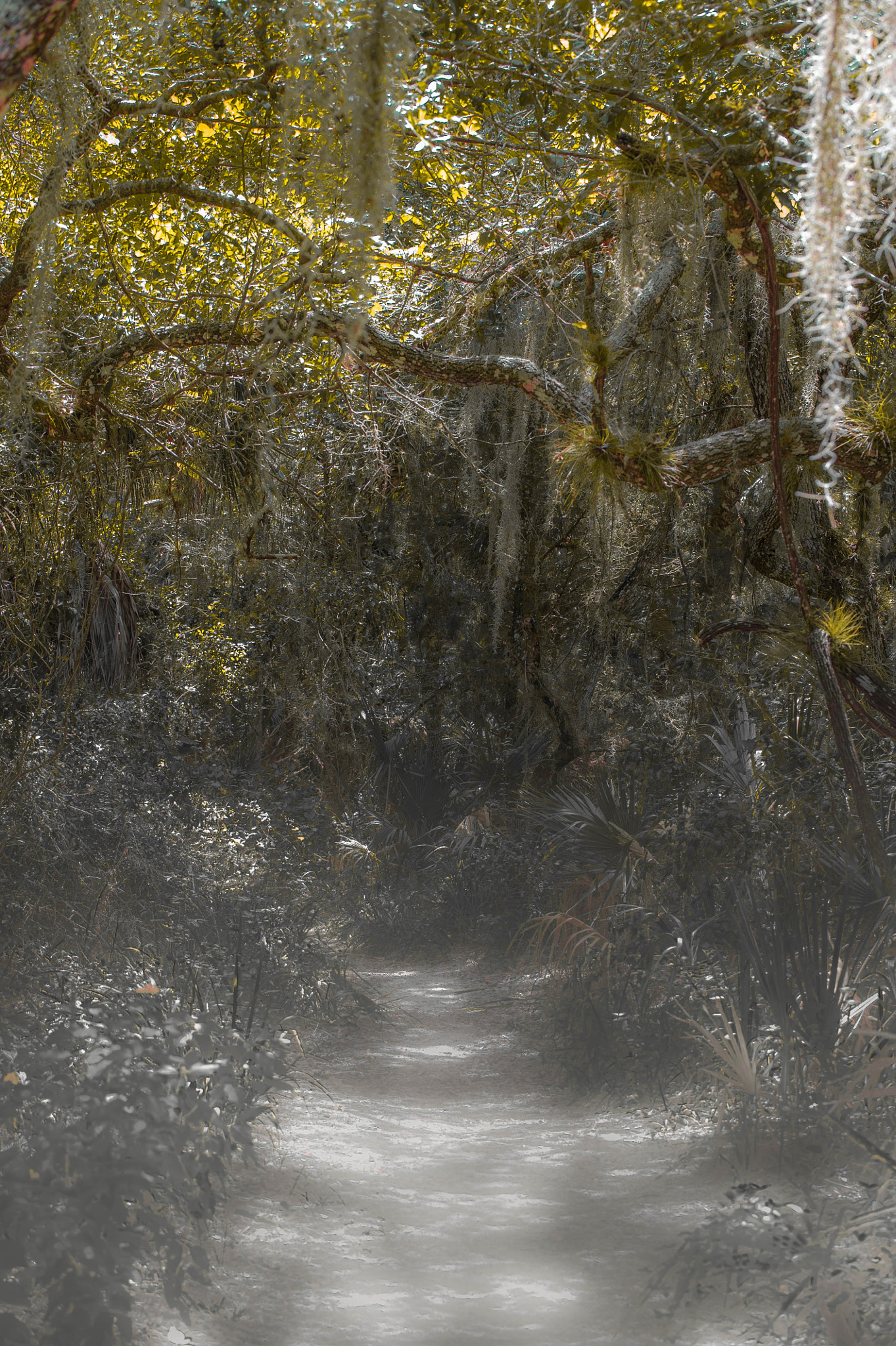 Tamron SP 70-200mm F2.8 Di VC USD sample photo. Enchanted forest photography