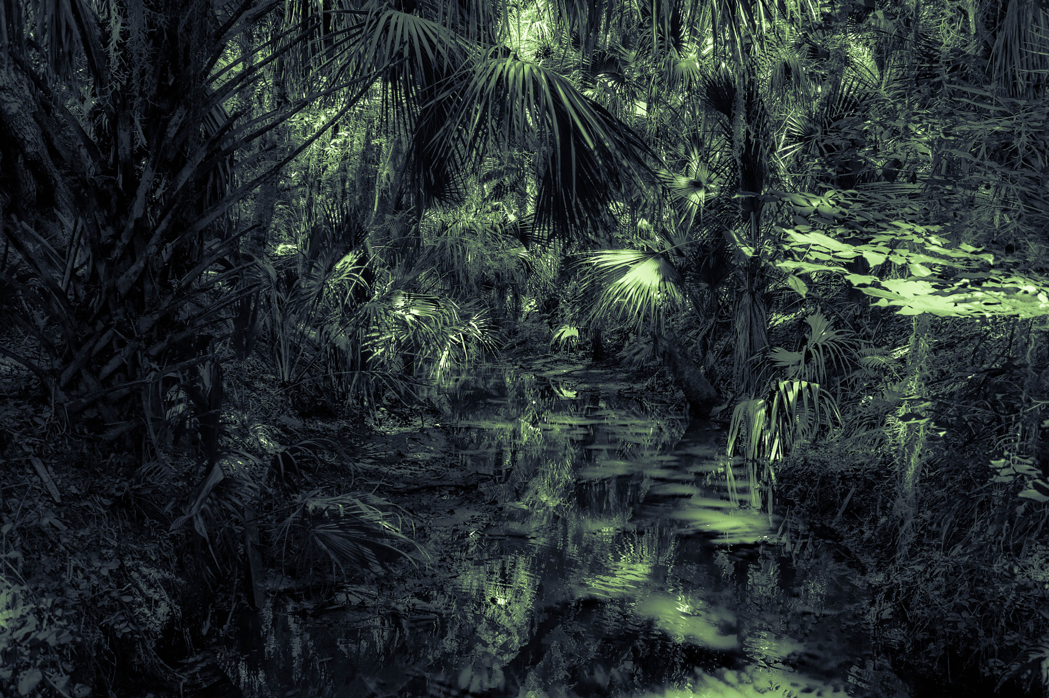 Nikon D700 + AF Nikkor 28mm f/2.8 sample photo. Swamp dreams photography
