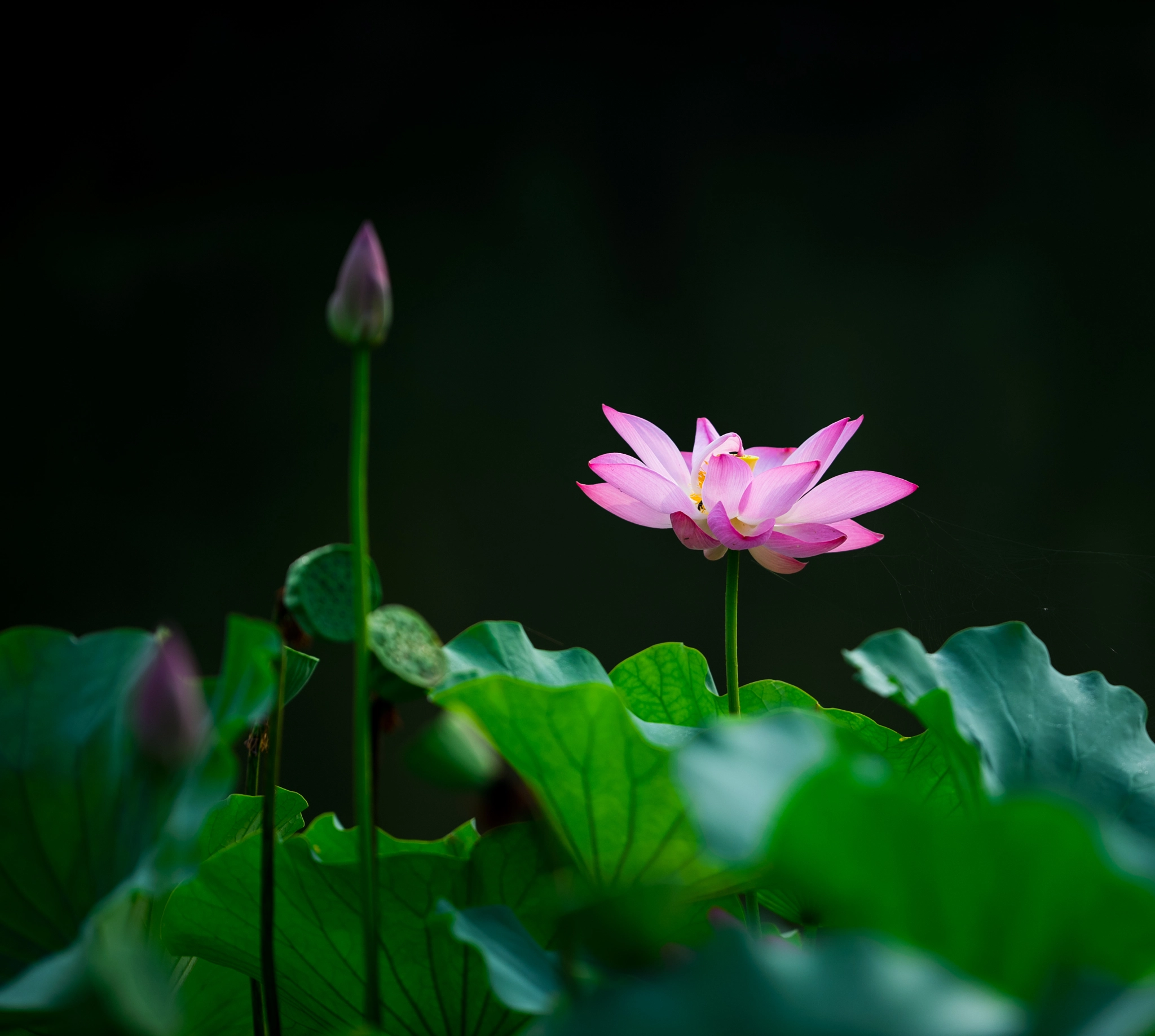 Nikon AF-S Nikkor 200mm F2G ED VR II sample photo. "荷"你在一起 photography