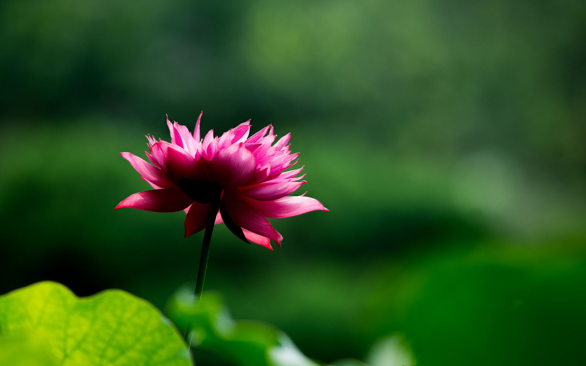 Nikon AF-S Nikkor 200mm F2G ED VR II sample photo. 3 photography