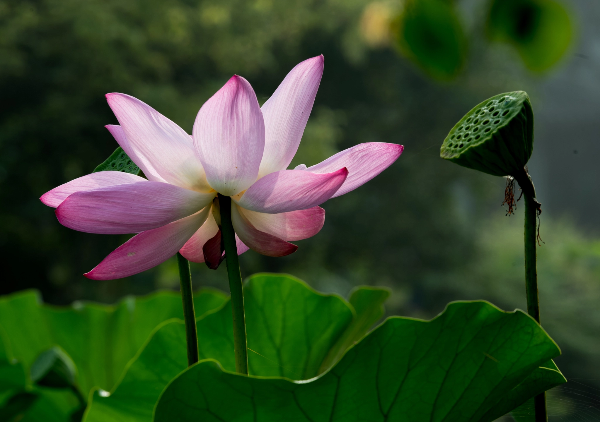 Nikon AF-S Nikkor 200mm F2G ED VR II sample photo. 4 photography
