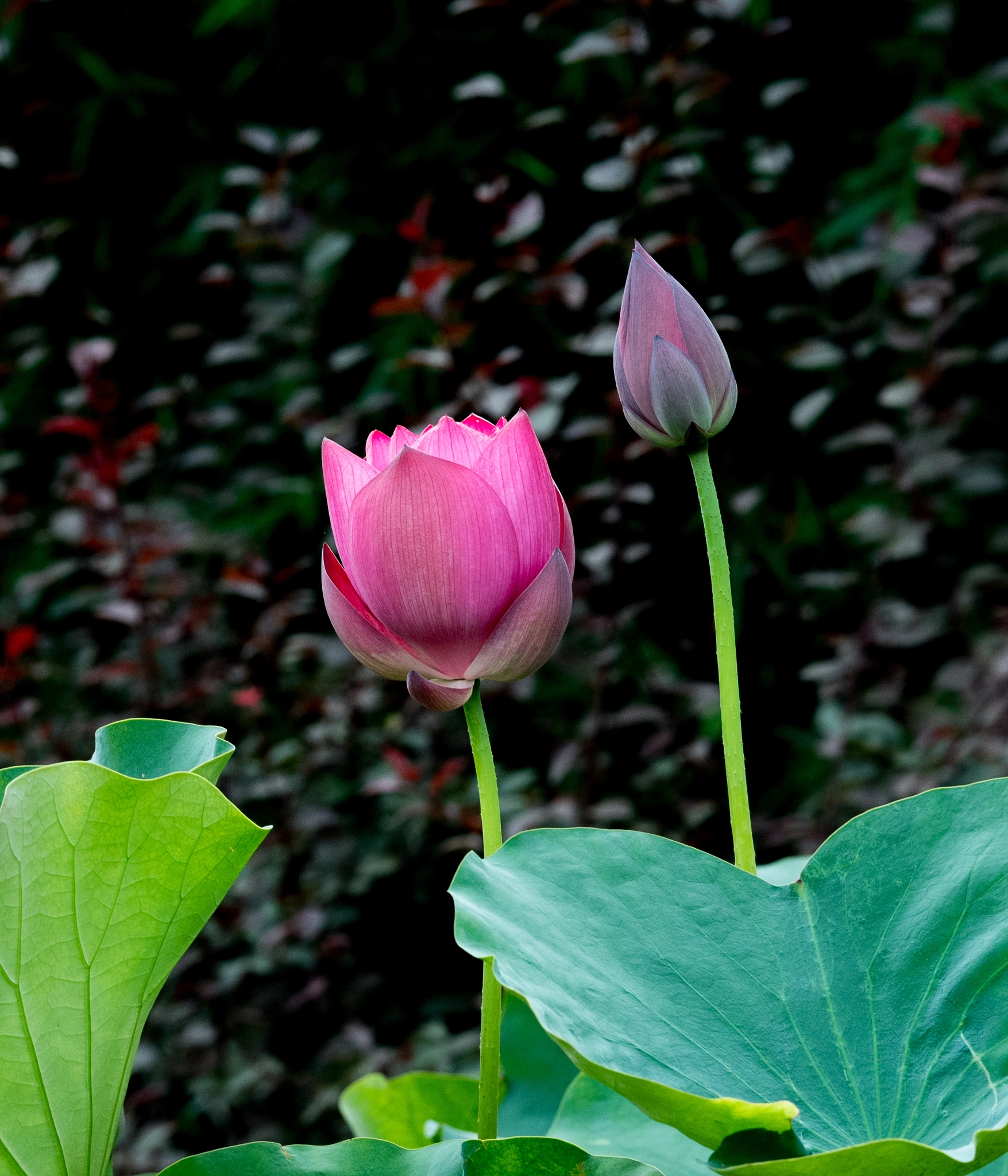 Nikon AF-S Nikkor 200mm F2G ED VR II sample photo. 4 photography