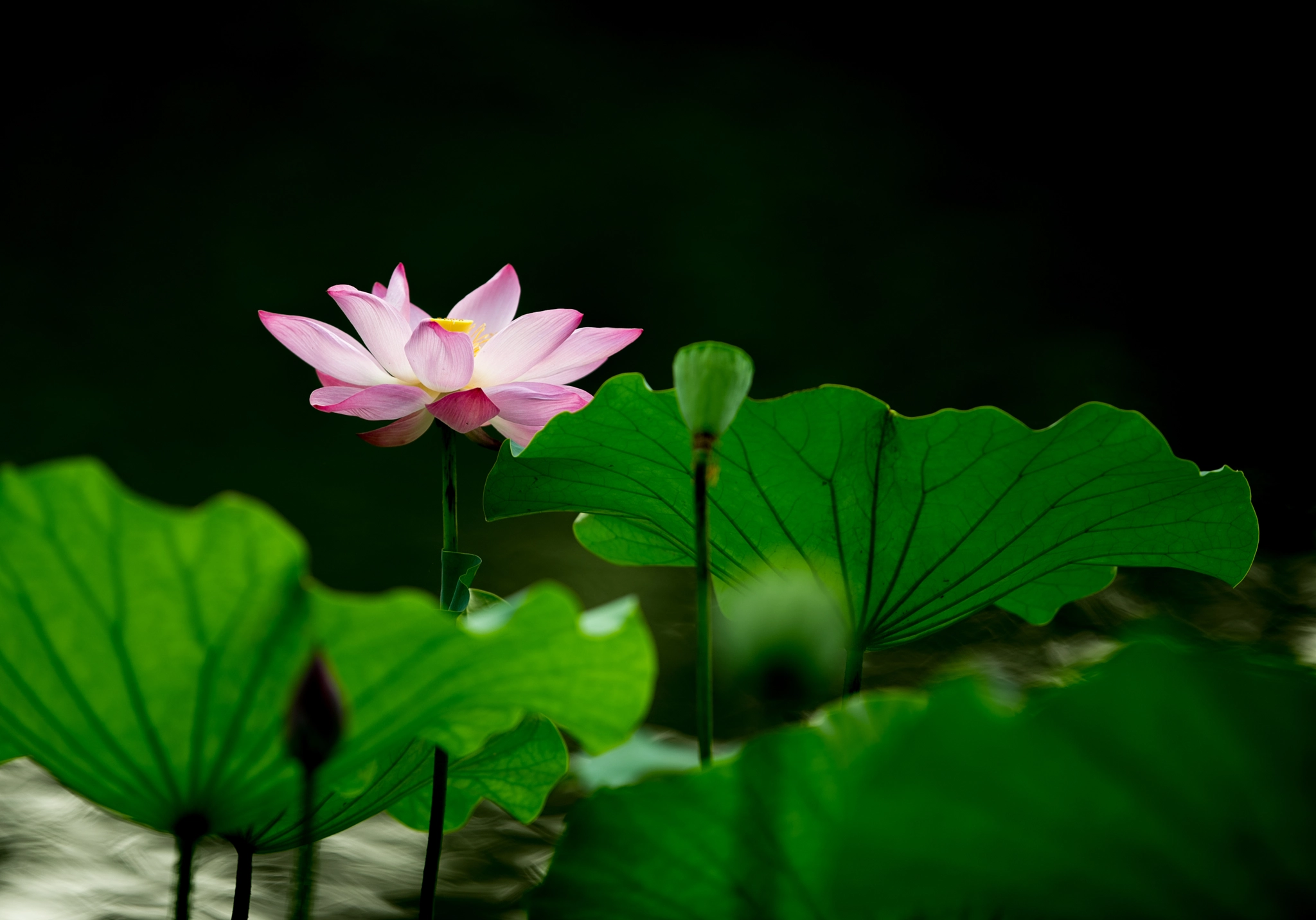 Nikon AF-S Nikkor 200mm F2G ED VR II sample photo. 5 photography