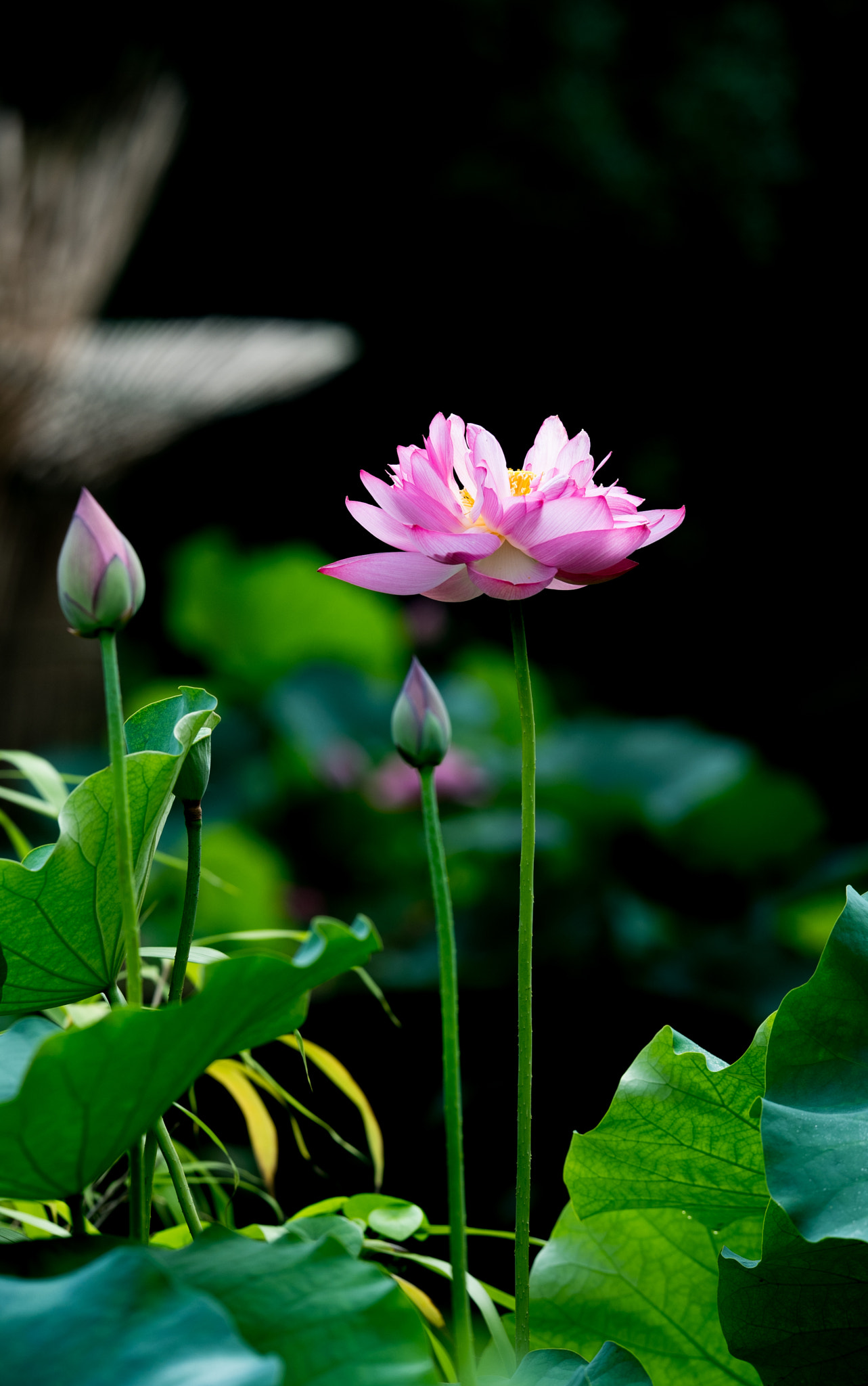 Nikon AF-S Nikkor 200mm F2G ED VR II sample photo. 7 photography