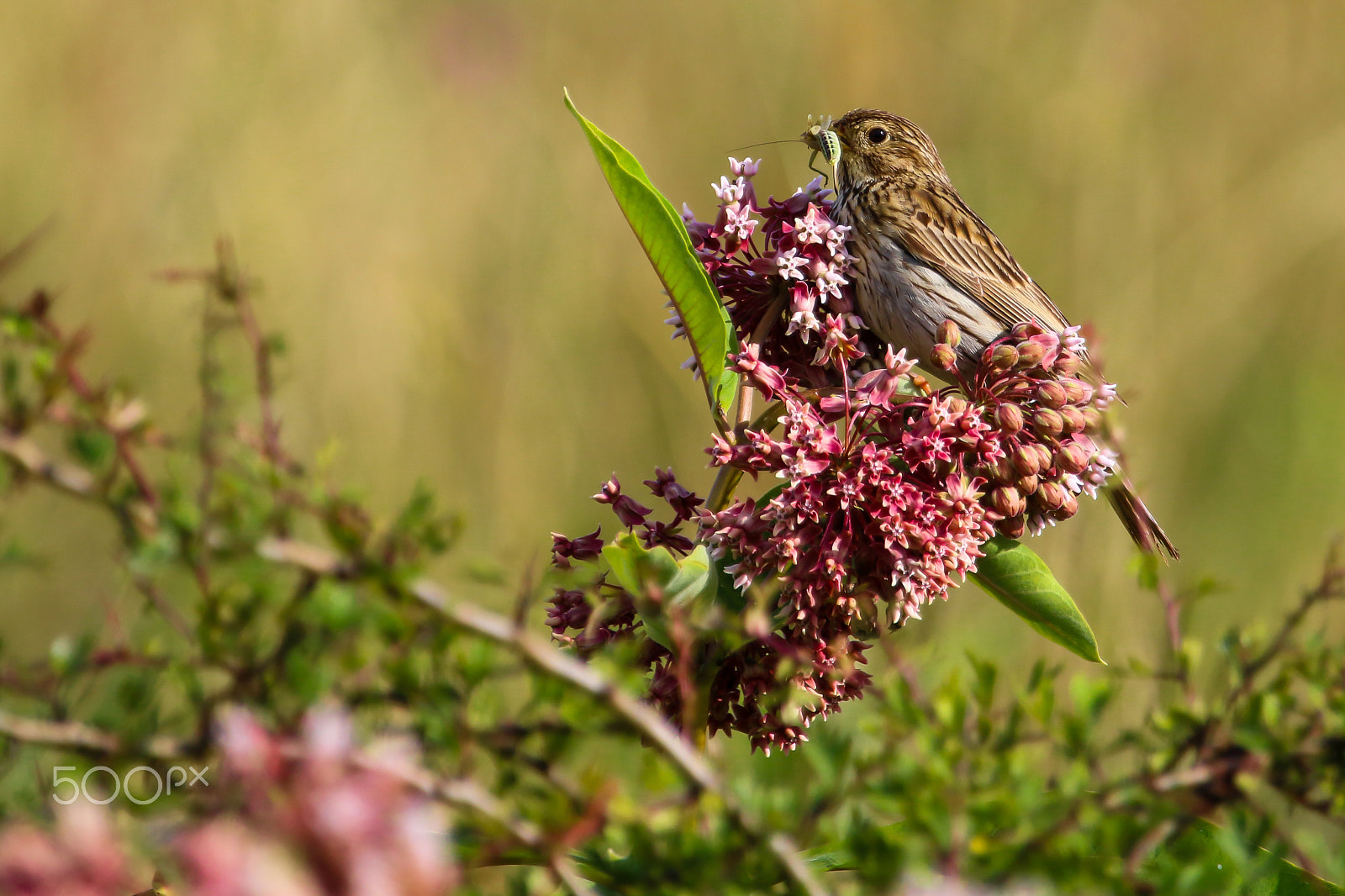 Canon EOS 70D + Canon EF 100-400mm F4.5-5.6L IS USM sample photo. Sordély / corn bunting photography