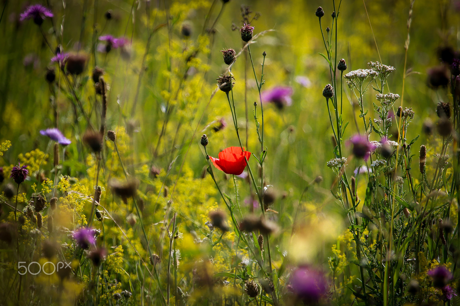 Canon EF 100-400mm F4.5-5.6L IS USM sample photo. Magányos pipacs / lonely poppy photography