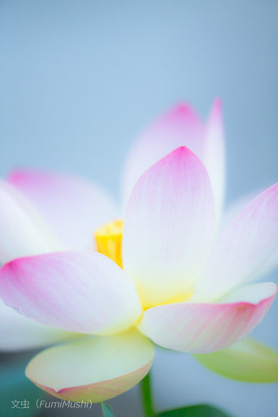 Canon EF 180mm F3.5L Macro USM sample photo. Lotus photography