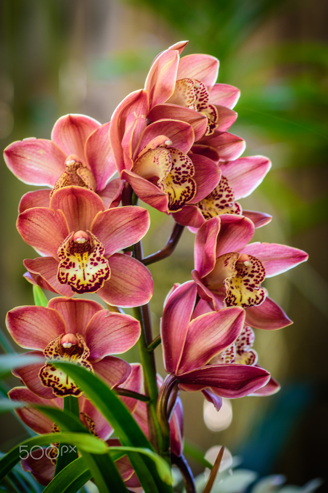 Sigma 150mm F2.8 EX DG Macro HSM sample photo. Cymbidium orchid photography