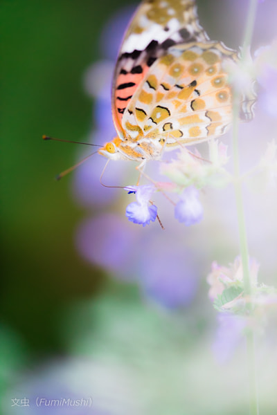 Canon EF 180mm F3.5L Macro USM sample photo. Butterfly photography