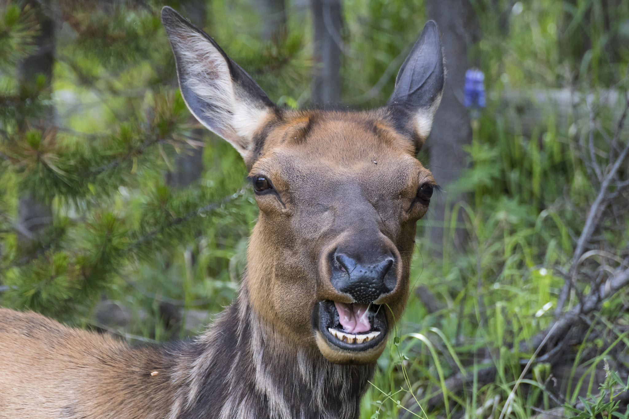 Nikon D500 sample photo. Young deer photography