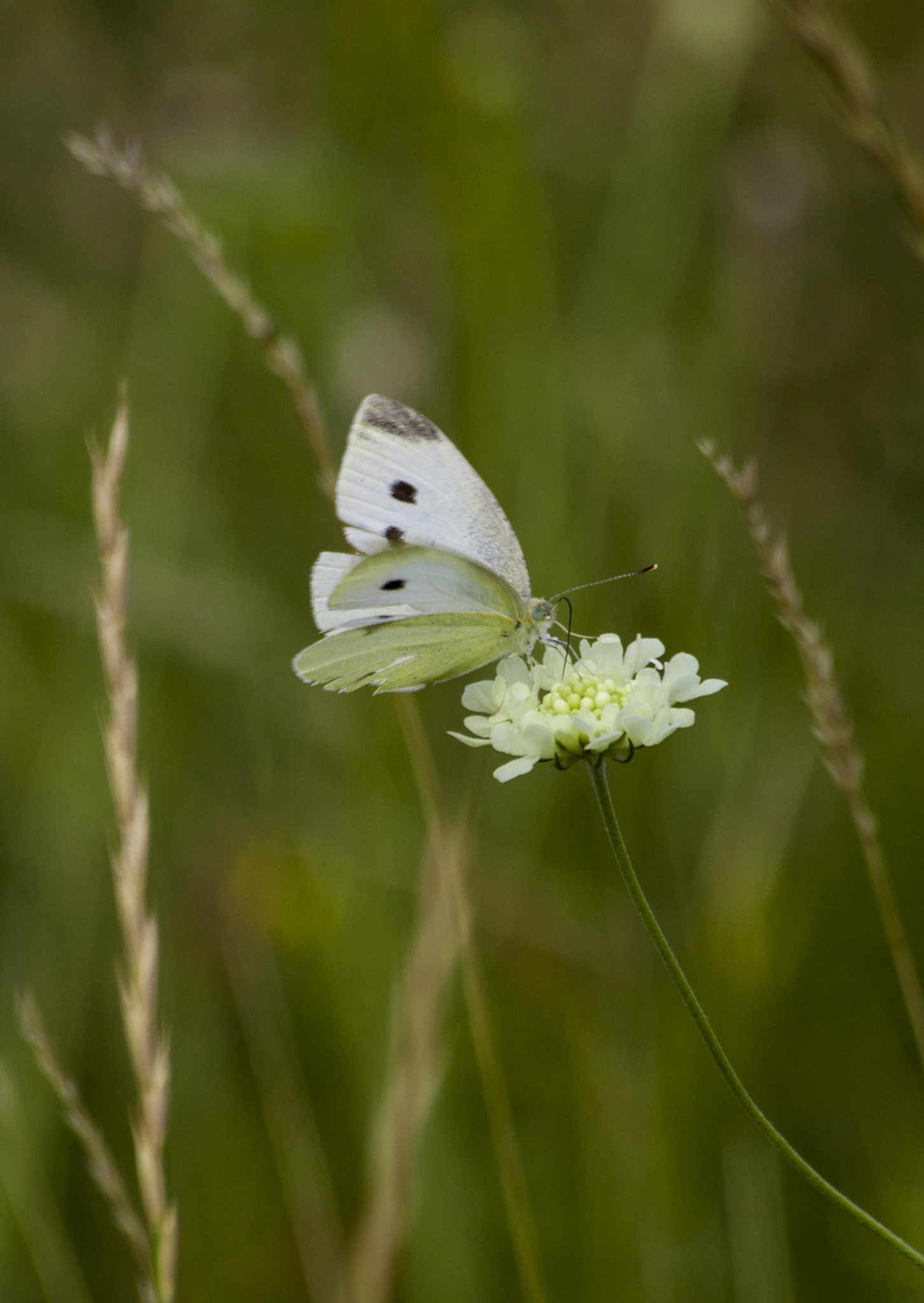 Sigma 70-300mm F4-5.6 APO DG Macro sample photo. Cabbage butterfly photography