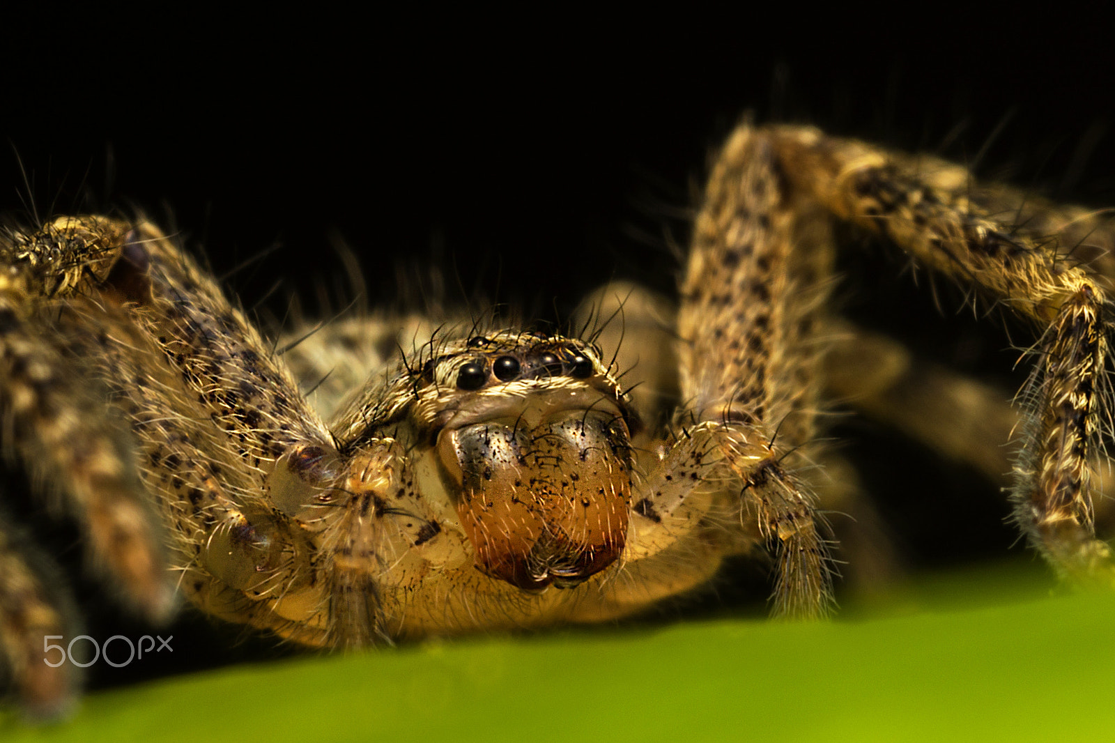 Canon MP-E 65mm F2.5 1-5x Macro Photo sample photo. Monster spider photography