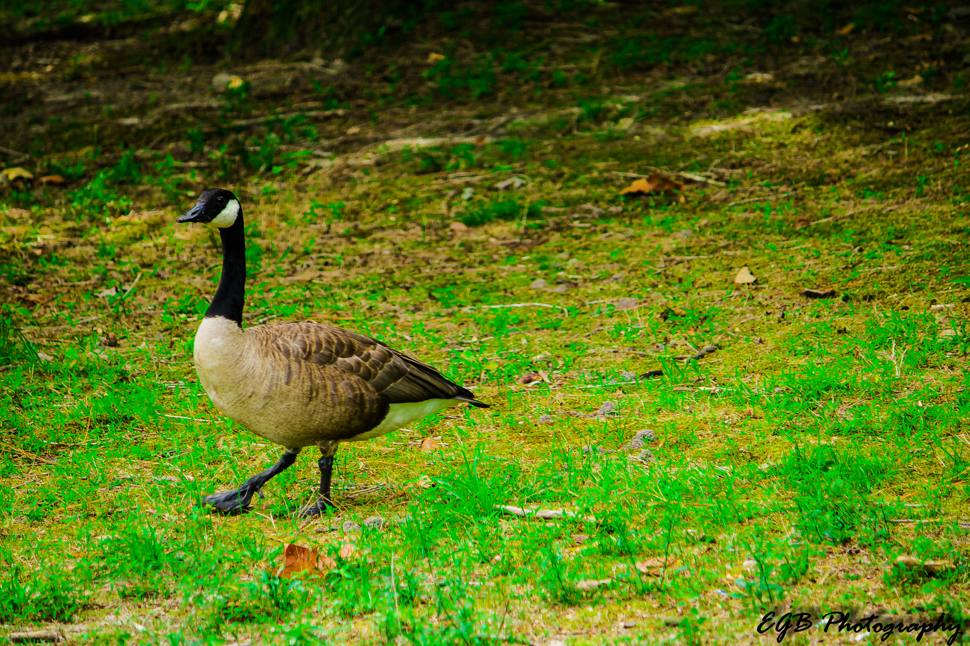 Canon EF-S 55-250mm F4-5.6 IS sample photo. Just another day in the park photography