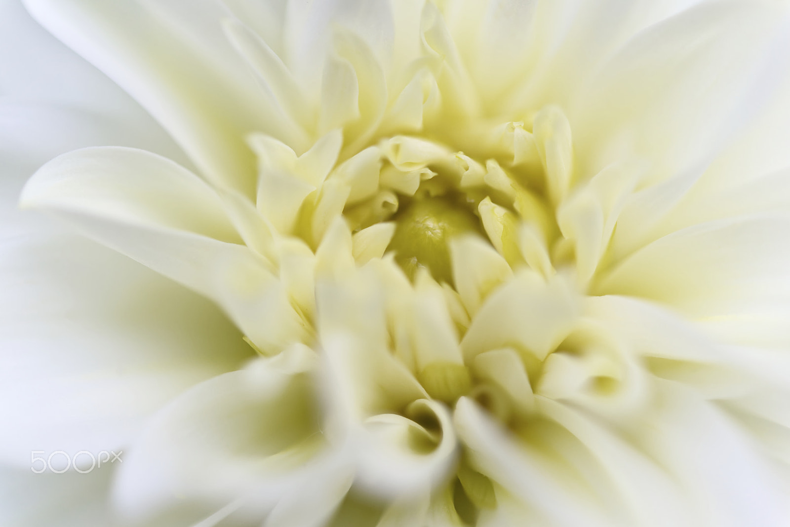 Nikon AF-S Micro-Nikkor 60mm F2.8G ED sample photo. White dahlia photography