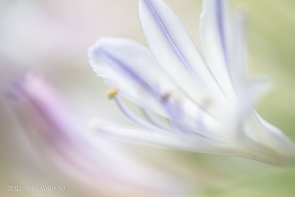 Canon EF 100mm F2.8L Macro IS USM sample photo. Flower photography