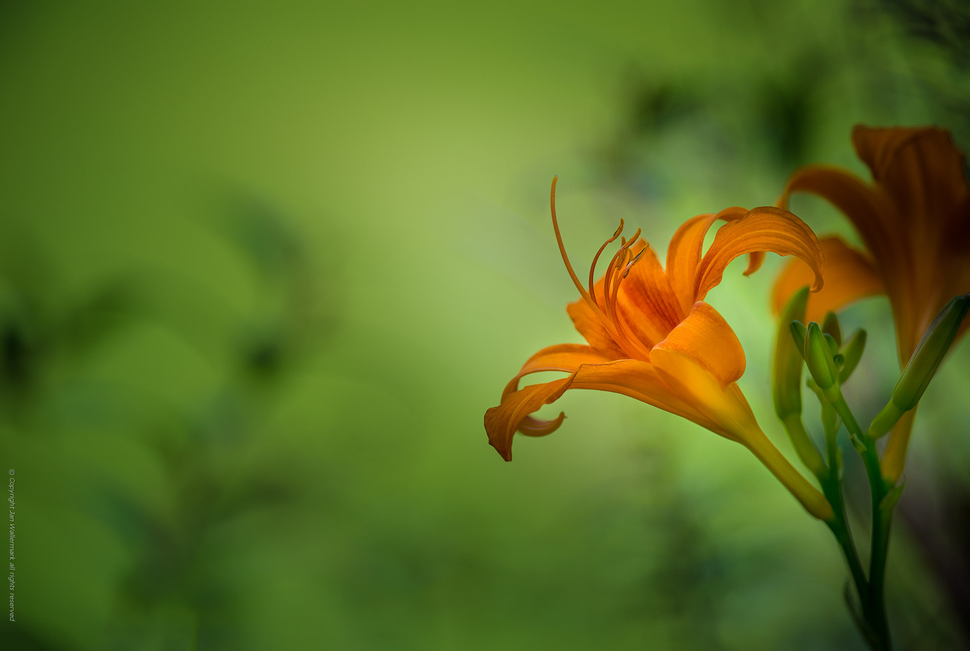 Nikon AF-S Nikkor 400mm F2.8E FL ED VR sample photo. Exploring the garden ll photography