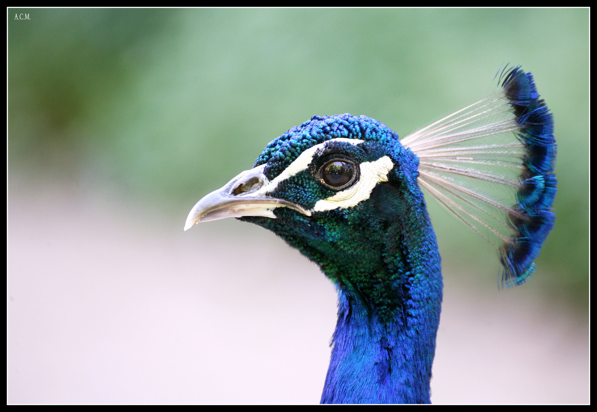 Canon EOS 5D + Tamron SP 70-300mm F4-5.6 Di VC USD sample photo. Pavo real px photography