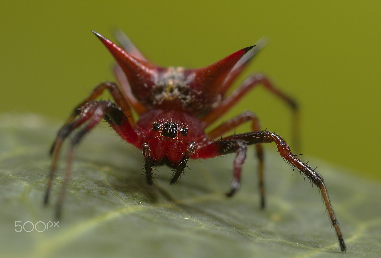 Canon MP-E 65mm F2.5 1-5x Macro Photo sample photo. Araña tejedora espinosa photography