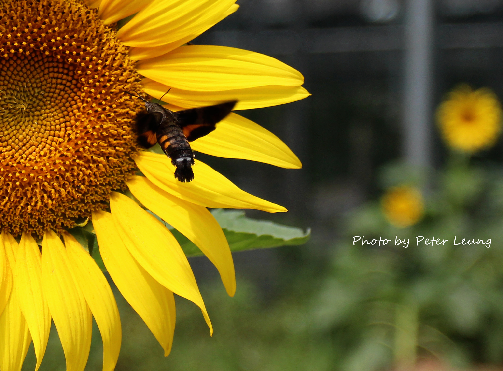 Canon EOS 700D (EOS Rebel T5i / EOS Kiss X7i) + Canon EF 17-40mm F4L USM sample photo. Flying moth photography