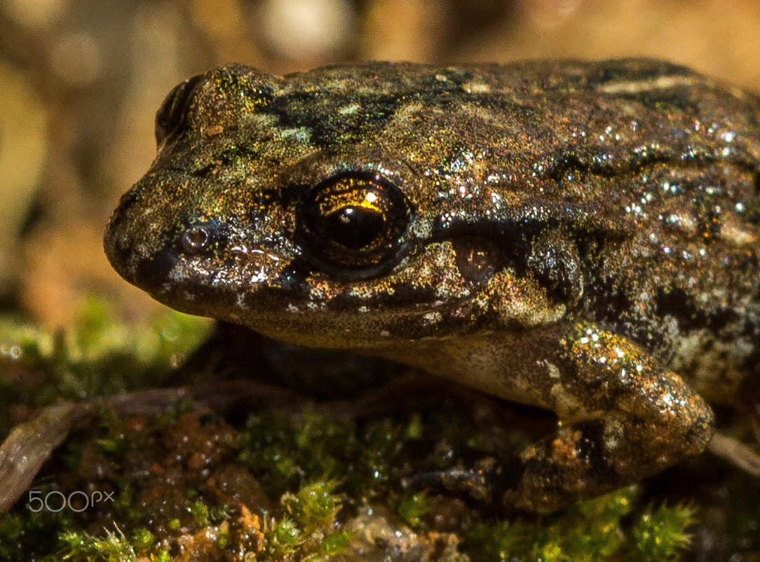 Canon EF 100mm F2.8 Macro USM sample photo. Frogger photography