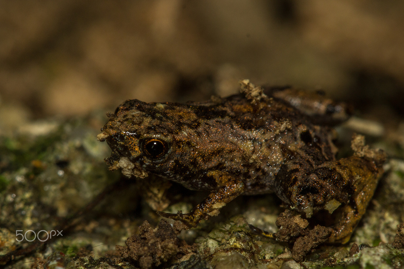 Canon EF 100mm F2.8 Macro USM sample photo. Smallest photography