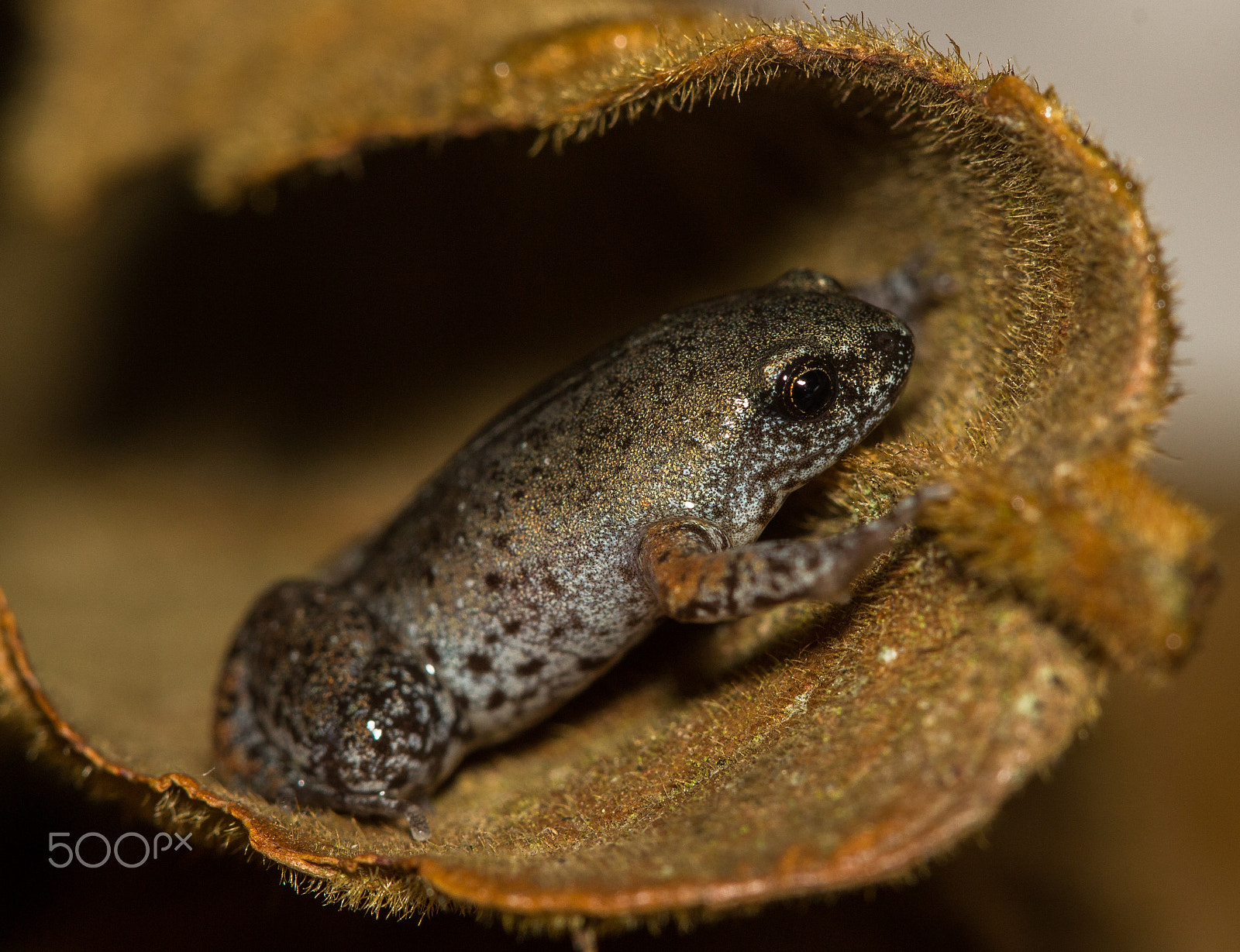 Canon EF 100mm F2.8 Macro USM sample photo. Keep rolling photography