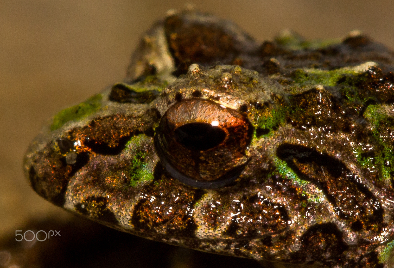 Canon EF 100mm F2.8 Macro USM sample photo. Close up photography