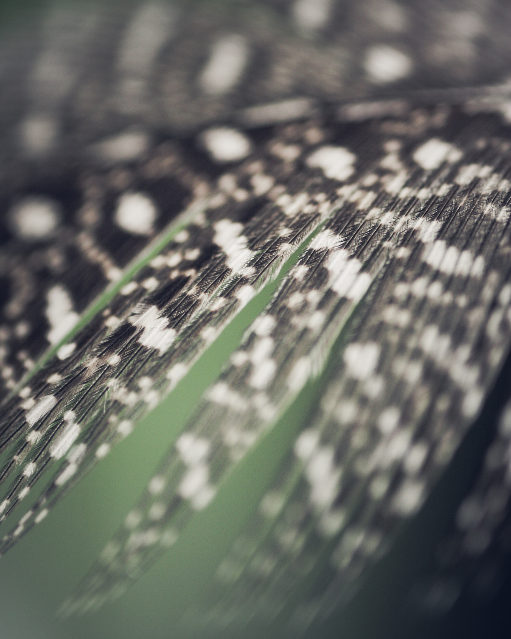 Canon MP-E 65mm F2.5 1-5x Macro Photo sample photo. Feather photography