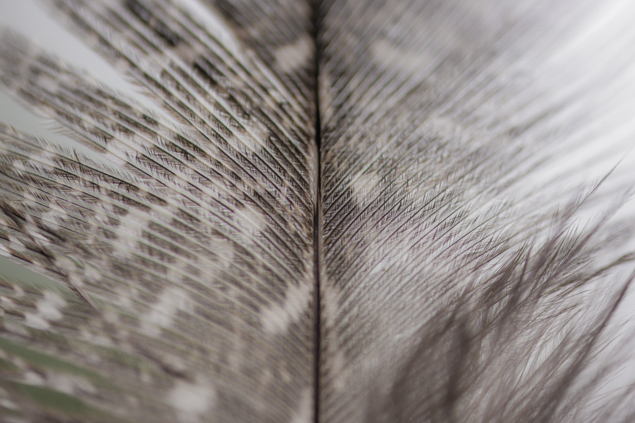 Canon MP-E 65mm F2.5 1-5x Macro Photo sample photo. Feather photography