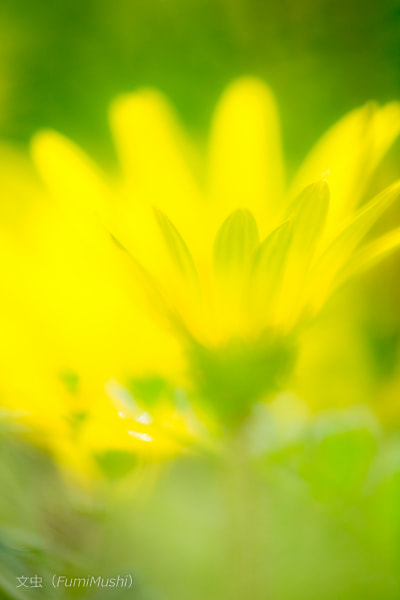 Canon EF 180mm F3.5L Macro USM sample photo. A little flower photography