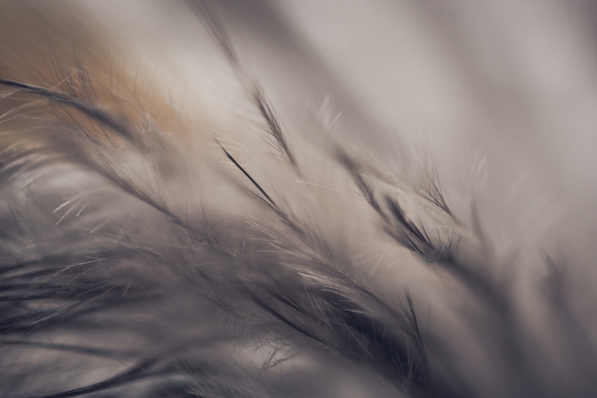 Canon MP-E 65mm F2.5 1-5x Macro Photo sample photo. Feather photography