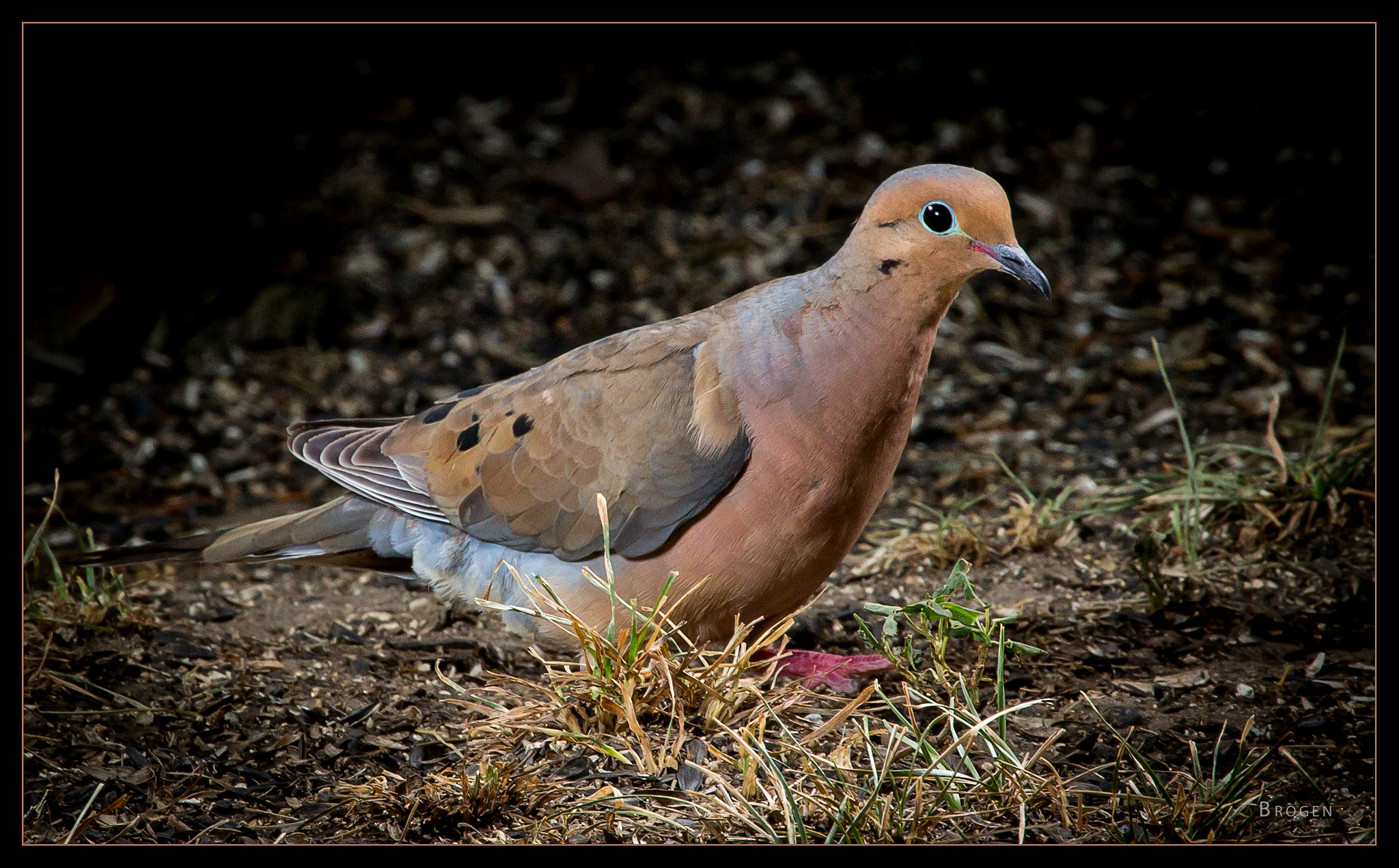 Canon EF 70-200mm F2.8L IS II USM sample photo. Mourning dove photography