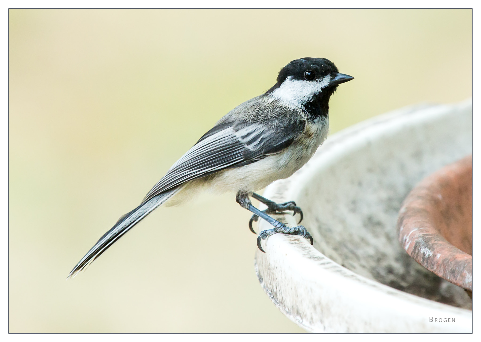 Canon EF 70-200mm F2.8L IS II USM sample photo. Titmouse photography