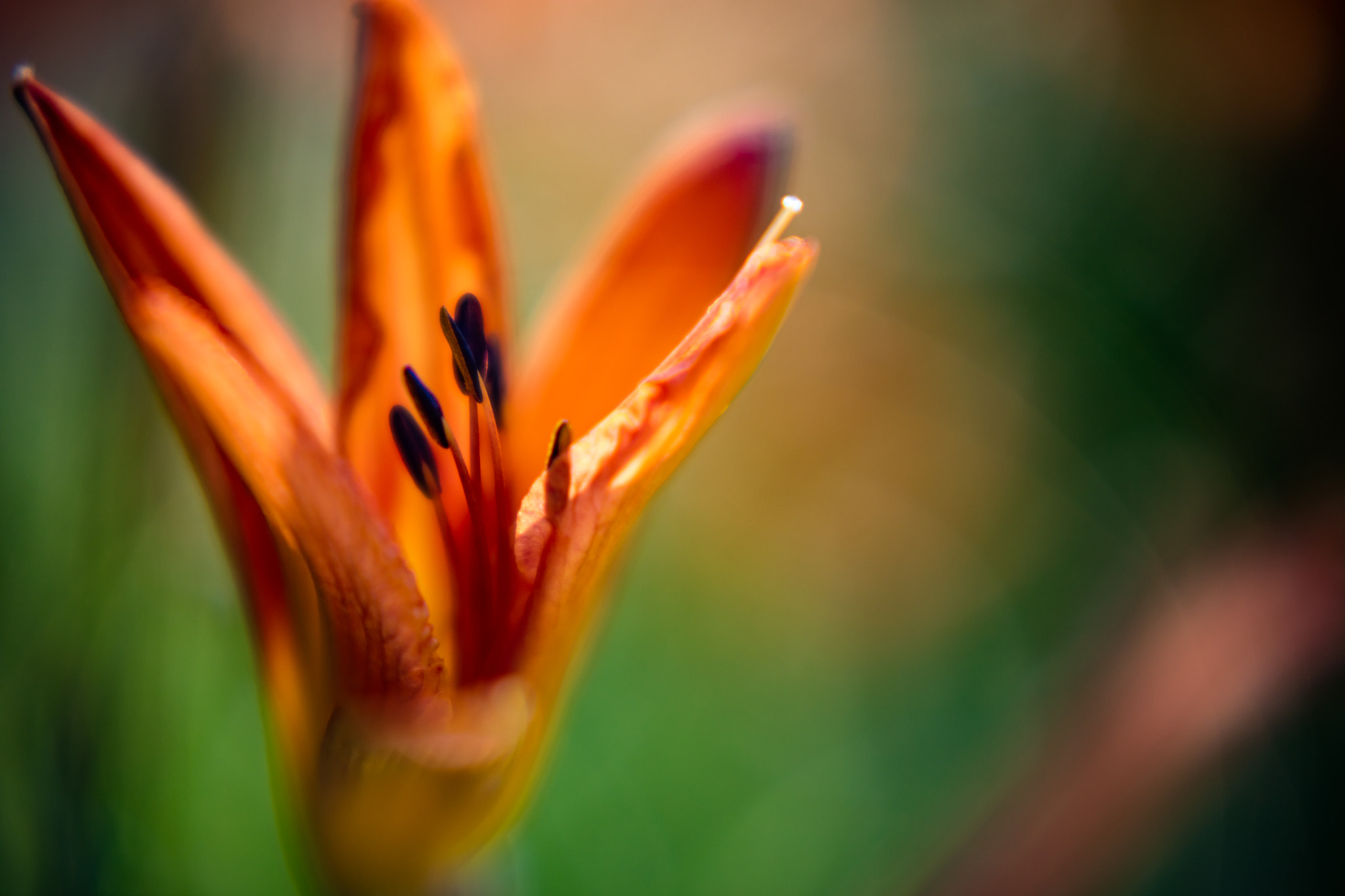 Canon EF 85mm F1.8 USM sample photo. 20160723-_71a1341-2.jpg photography