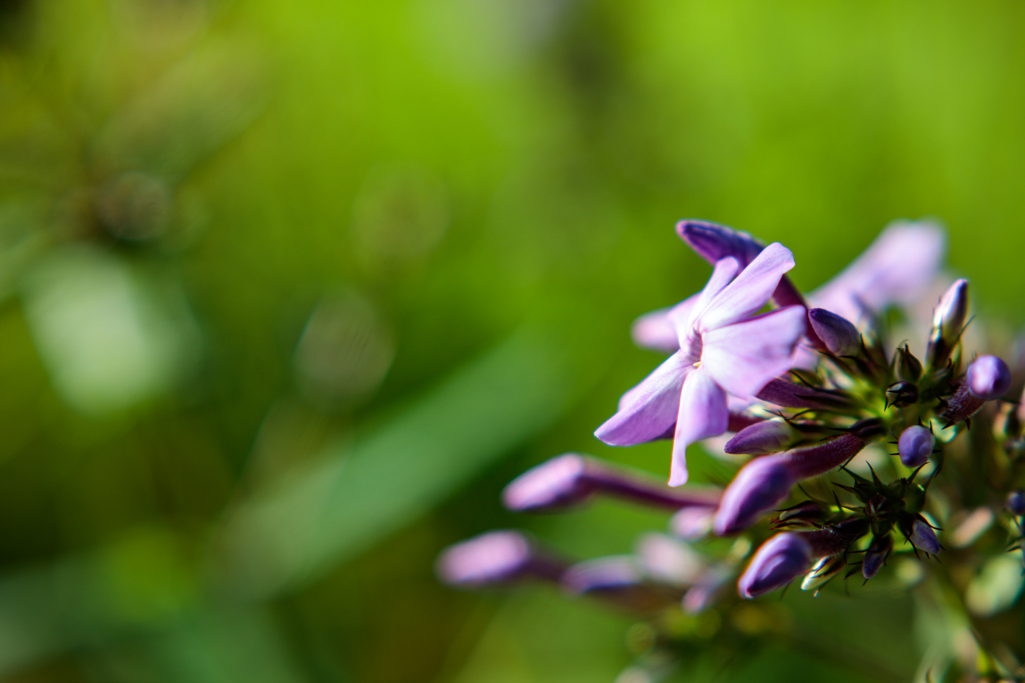 Canon EF 85mm F1.8 USM sample photo. 20160723-_71a1397-2.jpg photography