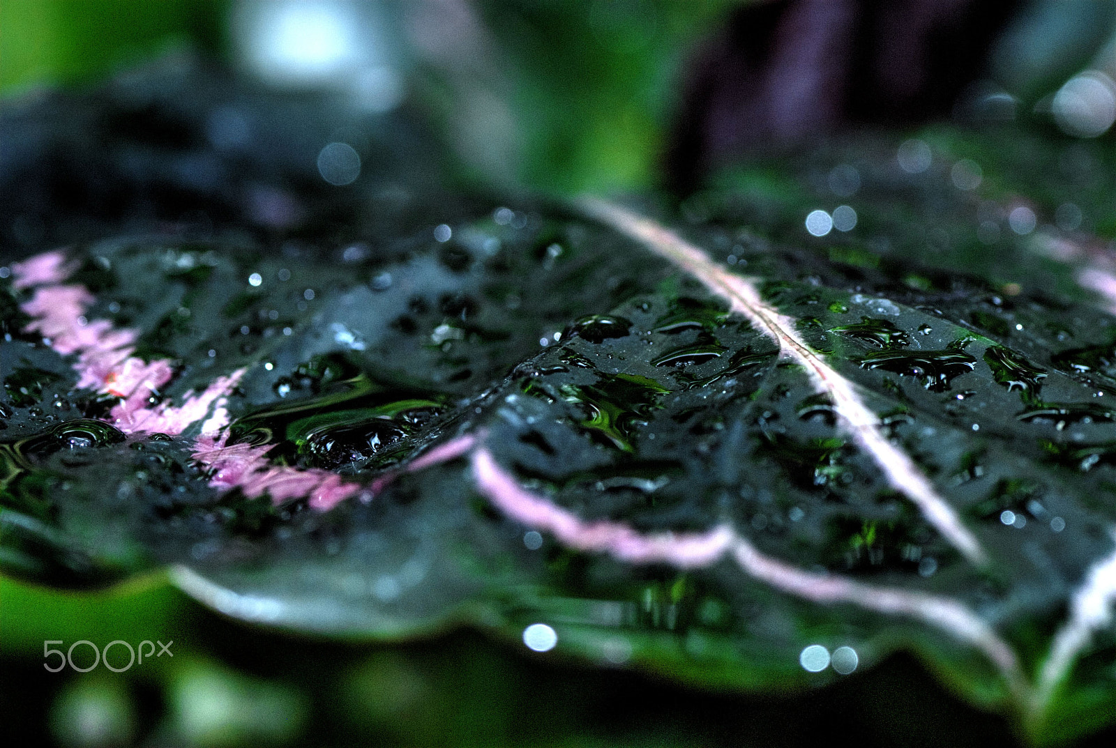 Nikon D200 + Nikon AF-S Micro-Nikkor 105mm F2.8G IF-ED VR sample photo. Foliage plants and water droplets photography
