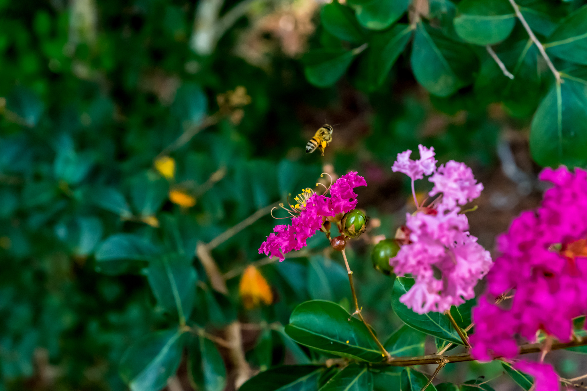 Nikon AF Micro-Nikkor 60mm F2.8D sample photo. Bee eject photography